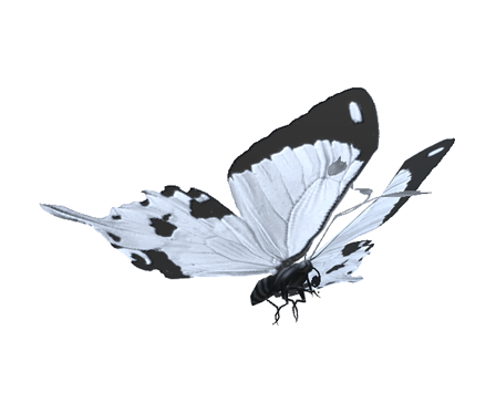 White butterfly by Liviuflow