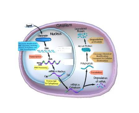 Regulation of Gene Expression