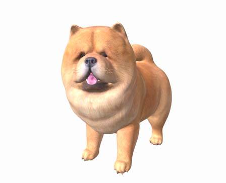 Chowchow Dog by Nyilonelycompany