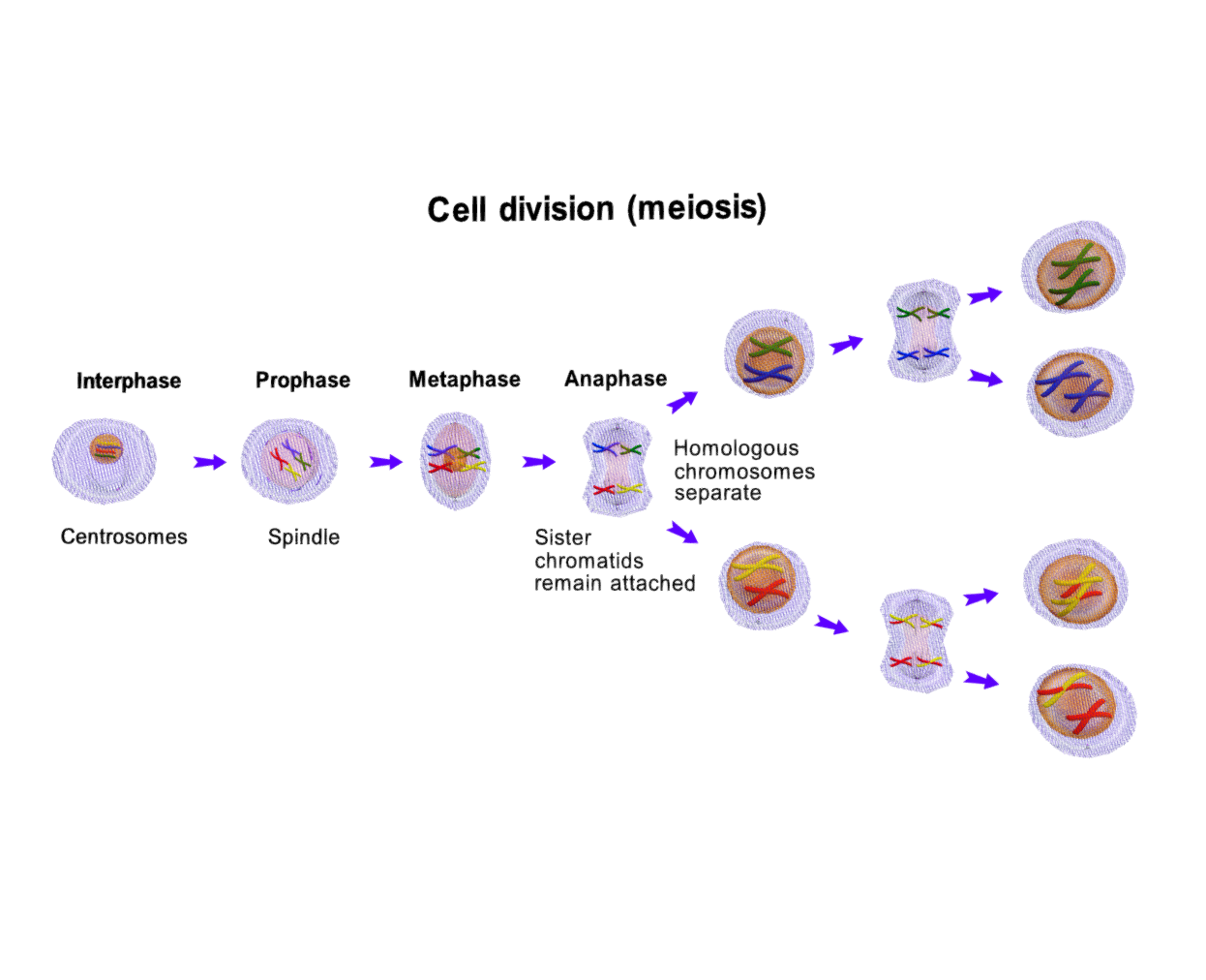 Meiosis Cell division Vector diagram
