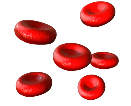 Erythrocytes