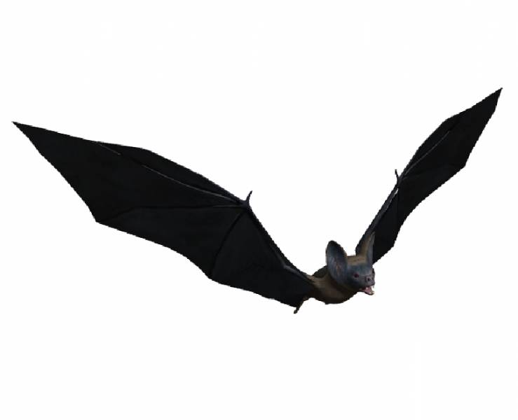 Vampire Bat