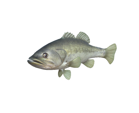 Largemouth Bass by DigitalLife3D