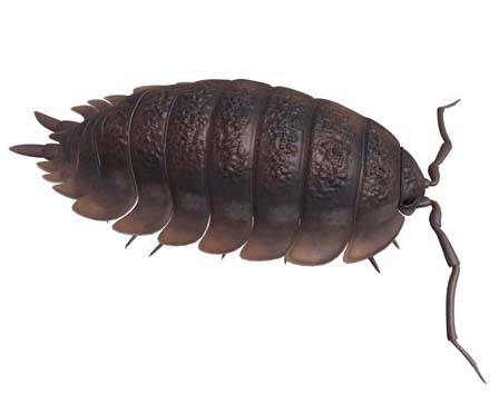 Woodlouse by .hapto GmbH