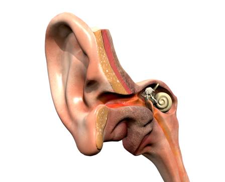 Ear Cross Section