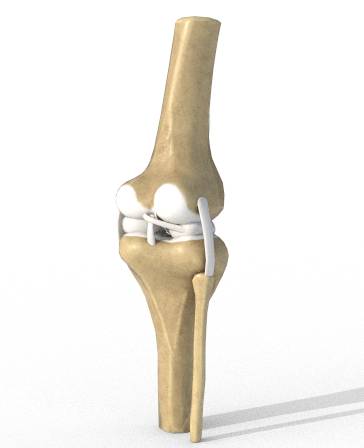 Knee Anatomy