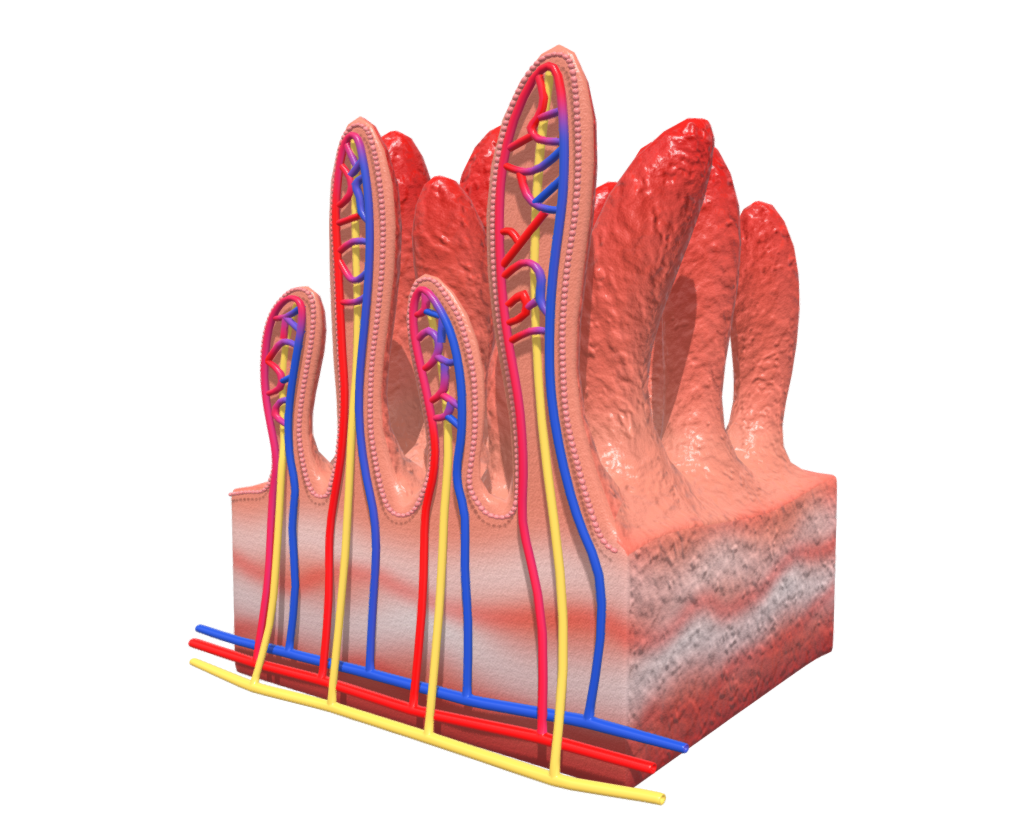 Small intestine wall cross section