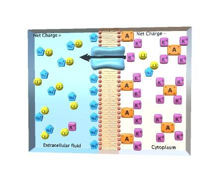 Electrochemical Gradient