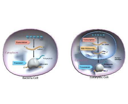 Regulation in prokaryotes and eukaryotes