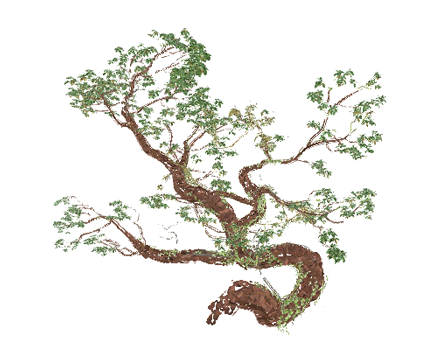 Madrona Invasives by dipietron