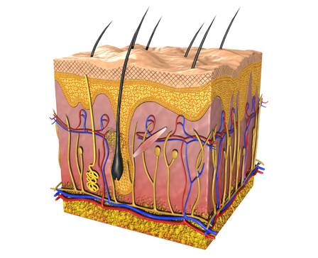 Skin Section