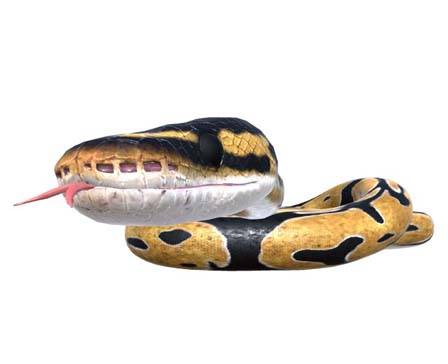 Burmese Python by Nyilonelycompany