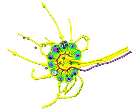 Lymphatic system by E-learning UMCG