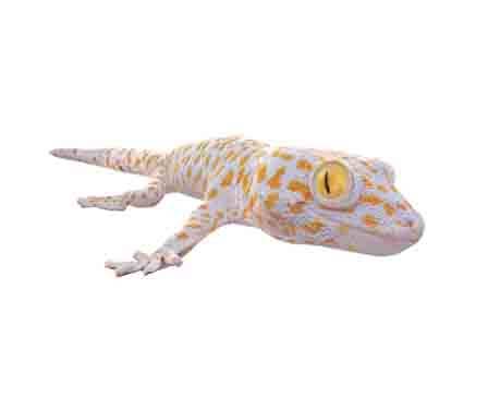 Tokay Gecko "Big Mama" by DigitalLife3D
