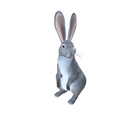 Rabbit by Nyilonelycompany