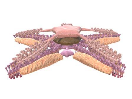 Red Cushion Sea Star - Anatomy