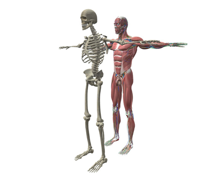 Человеческая анатомия