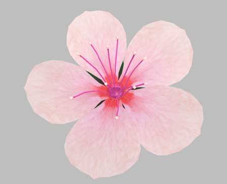 Cherry Blossom by pinotoon