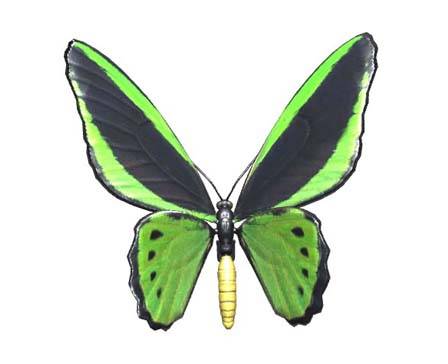 Թիթեռ / ըստ zandos