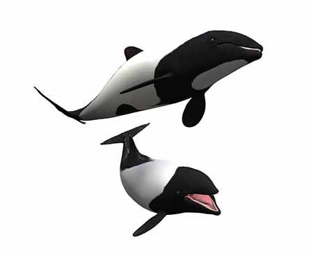 Commerson's Dolphin by NestaEric