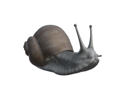 Snail by Nyilonelycompany