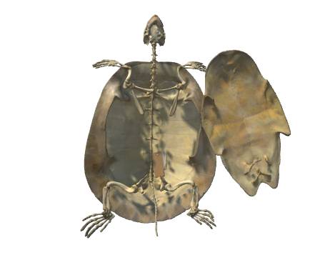 Arrau Turtle Skeleton