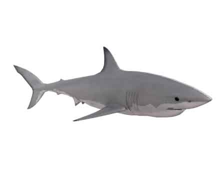 Great White Shark by AzurPoly