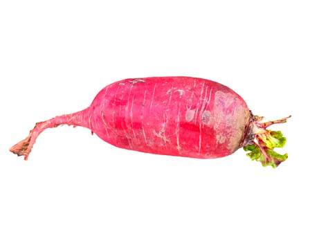 Red Radish by Peter Katz