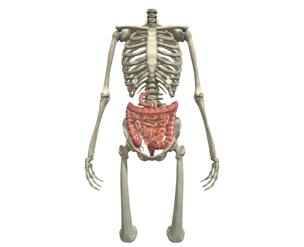 Small and large intestine