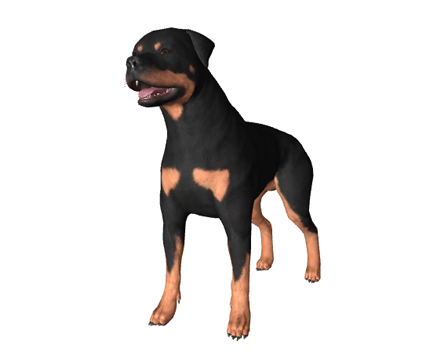 Rottweiler by Nyilonelycompany
