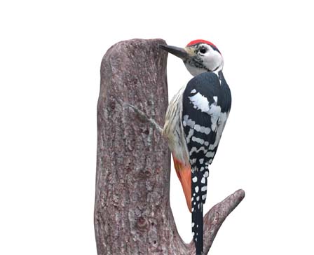 Woodpecker by Nyilonelycompany