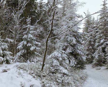 Winter Forest by mozillareality