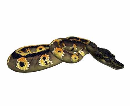 Blackhead Ball Python