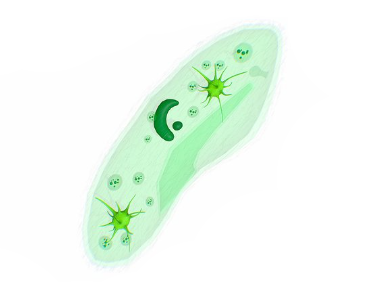 Paramecium
