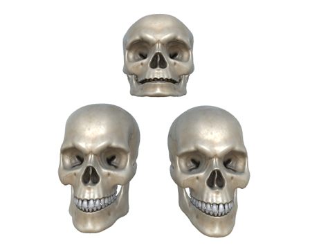Skull Anatomy Comparison