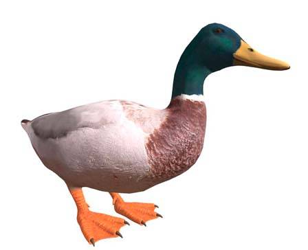 Duck by hephaestusbasketballgreece