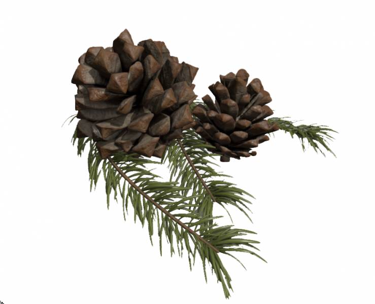 Pine Cone