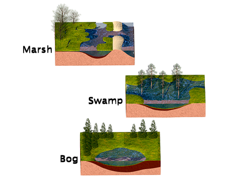 Types of Wetlands: Marsh, Swamp, Bog