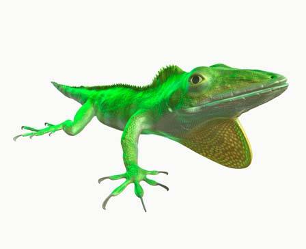 Anolis garmani by DigitalLife3D