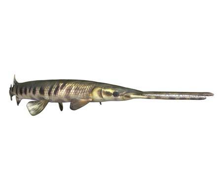 Longnose Gar by DigitalLife3D
