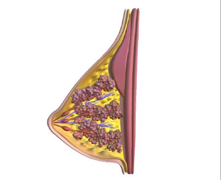 Mammary Gland Cross Section
