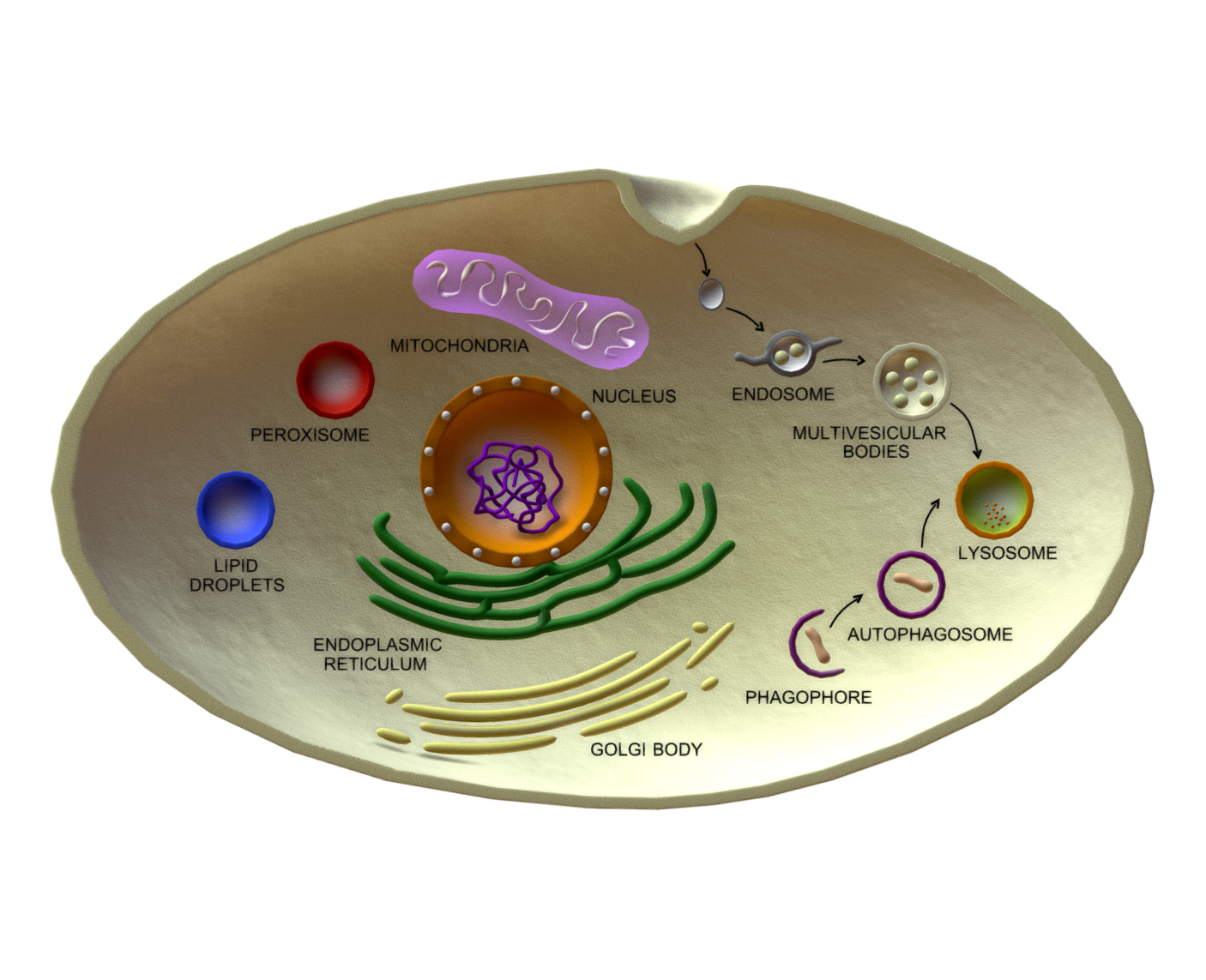 Organelle Dynamics