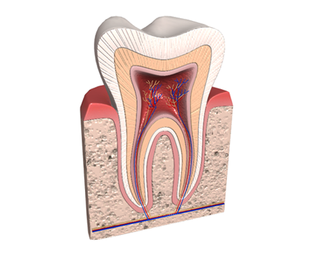Анатомия человеческого зуба