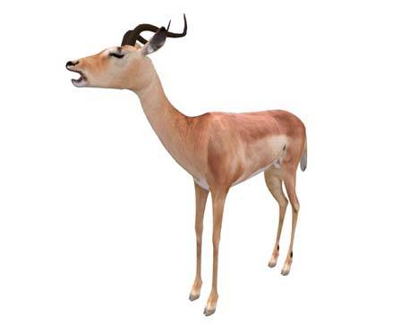 Impala by Nyilonelycompany