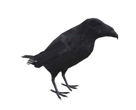 Crow by Alexei Ostapenko