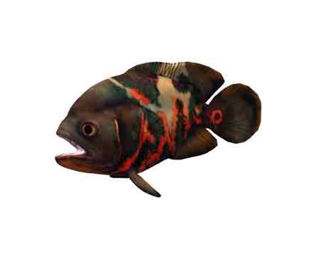 Oscarfish motions by Pablo444