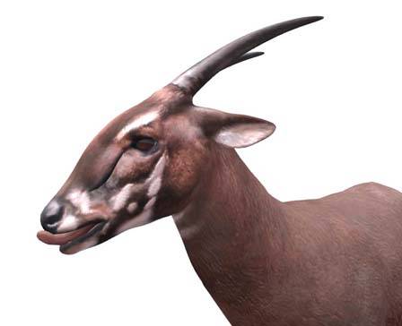 Saola  by Nyilonelycompany