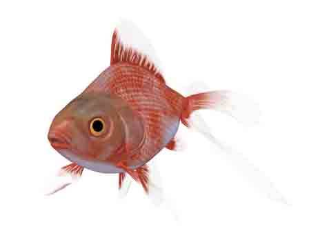 Tosakin goldfish by somitsu