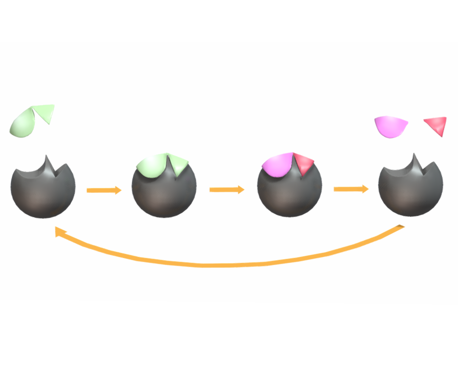 Process of Enzyme Catalysis