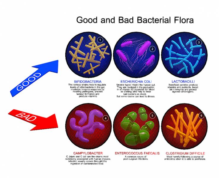 Good and bad bacterial flora